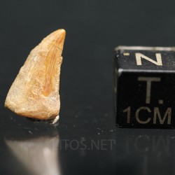 deltadromeosaurus-agilis fosil