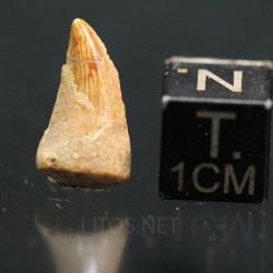 deltadromeosaurus-agilis fosil