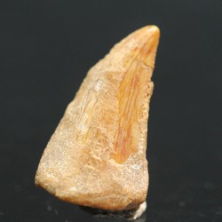 deltadromeosaurus-agilis fosil
