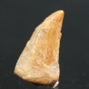 deltadromeosaurus-agilis fosil