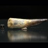 Spinosaurus aegyptiacus diente fosil
