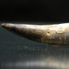 Spinosaurus aegyptiacus diente fosil