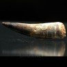 Spinosaurus aegyptiacus diente fosil
