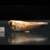 Spinosaurus aegyptiacus diente fosil