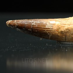 Spinosaurus aegyptiacus diente fosil