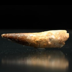 Spinosaurus aegyptiacus diente fosil