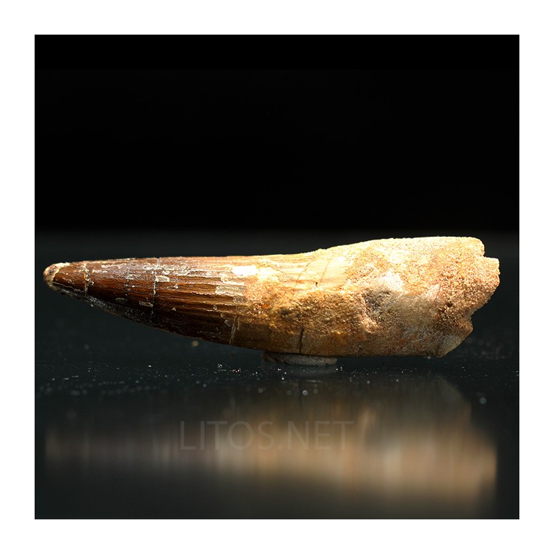 Spinosaurus aegyptiacus diente fosil