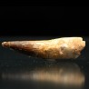 Spinosaurus aegyptiacus diente fosil