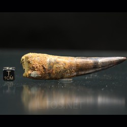 Spinosaurus aegyptiacus diente fosil