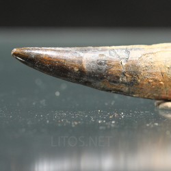 Spinosaurus aegyptiacus diente fosil