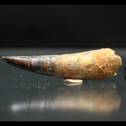 Spinosaurus aegyptiacus diente fosil