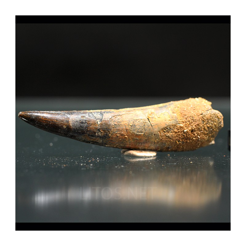 Spinosaurus aegyptiacus diente fosil
