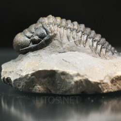Crotalocephalina gibbus trilobites fosil