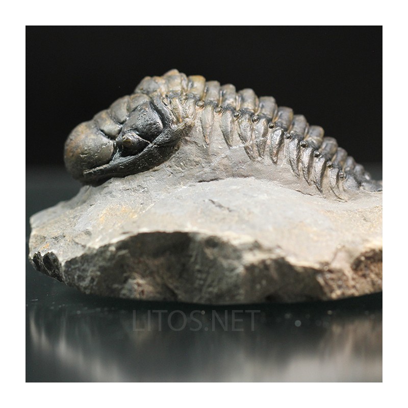 Crotalocephalina gibbus trilobites fosil