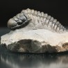 Crotalocephalina gibbus trilobites fosil