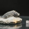 Crotalocephalina gibbus trilobites fosil