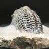 Crotalocephalina gibbus trilobites fosil