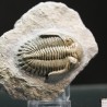 Hollardops mesocristatus