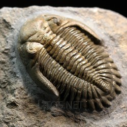 Hollardops mesocristatus