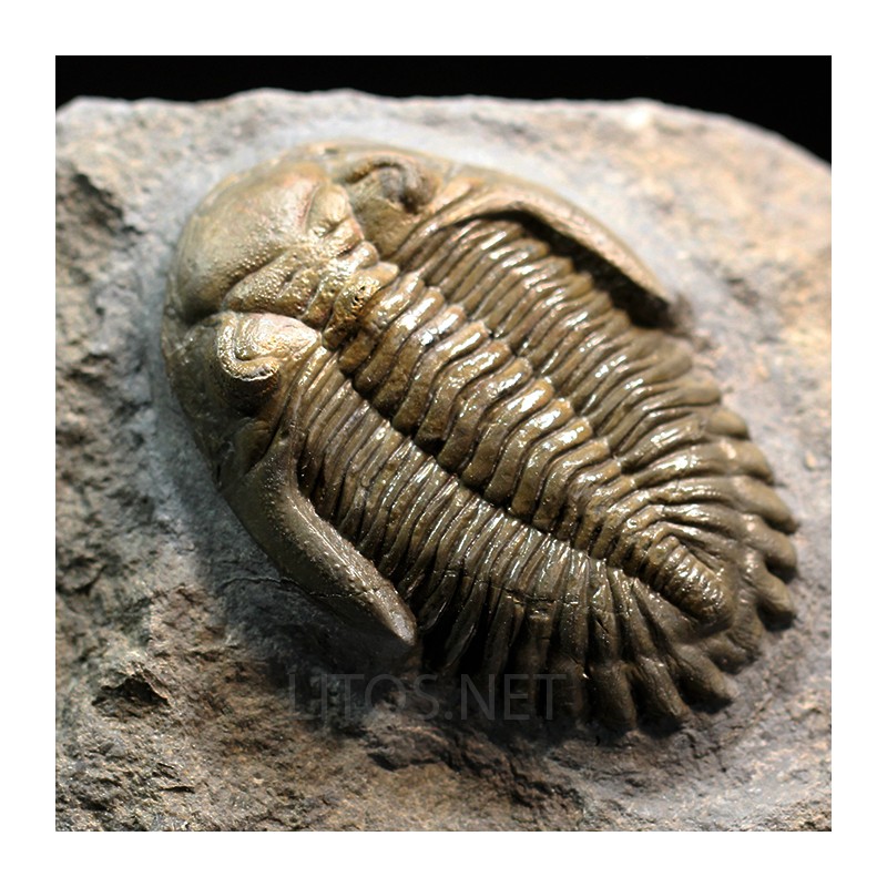 Hollardops mesocristatus