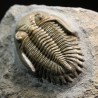 Hollardops mesocristatus