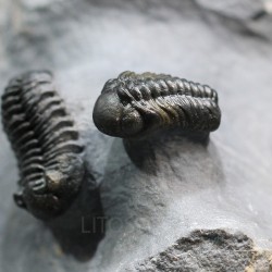 Trilobites reedops-cephalotes  -