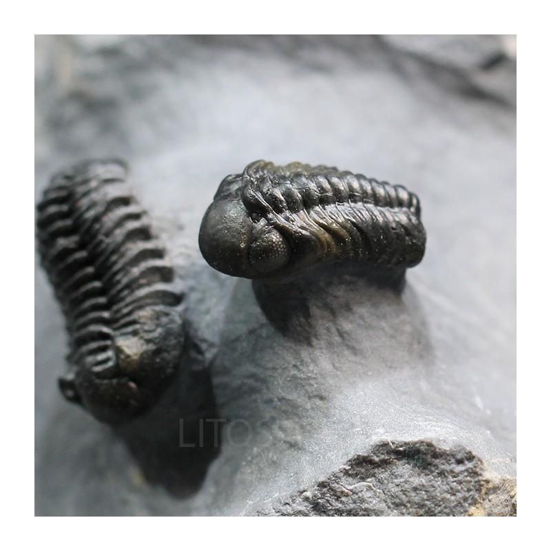 Trilobites reedops-cephalotes  -