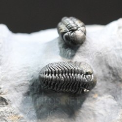 Trilobites reedops-cephalotes  -