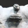 Trilobites reedops-cephalotes  -
