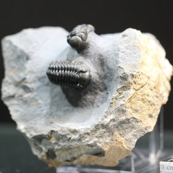 Trilobites reedops-cephalotes  -