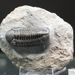 Trilobites morocops ovatus