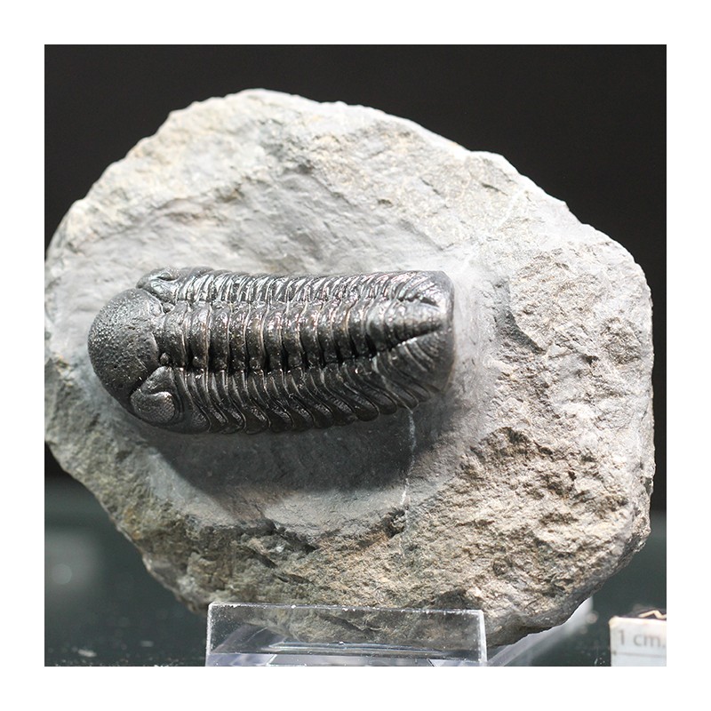 Trilobites morocops ovatus