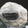 Trilobites morocops ovatus