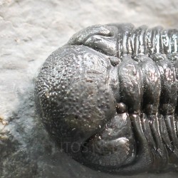 Trilobites morocops ovatus