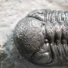 Trilobites morocops ovatus