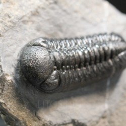 Trilobites morocops ovatus