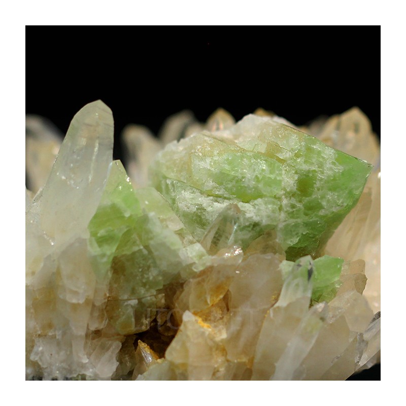 Augelita