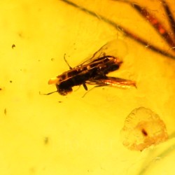 Ámbar con insectos  - Litos