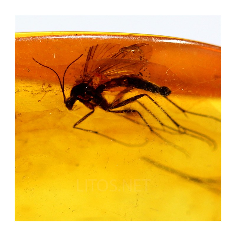 Ámbar con insectos  - Litos