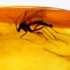 Ámbar con insectos  - Litos