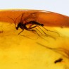 Ámbar con insectos  - Litos