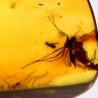 Ámbar con insectos  - Litos