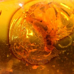 Ámbar con insectos  - Litos