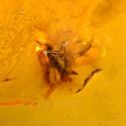 Ámbar con insectos  - Litos