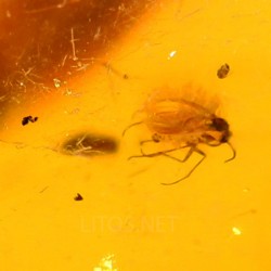 Ámbar con insectos  - Litos