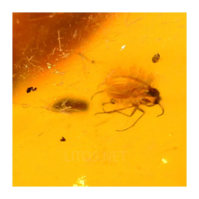 Ámbar con insectos  - Litos