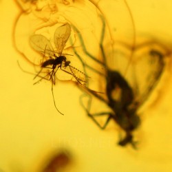 Ámbar con insectos  - Litos