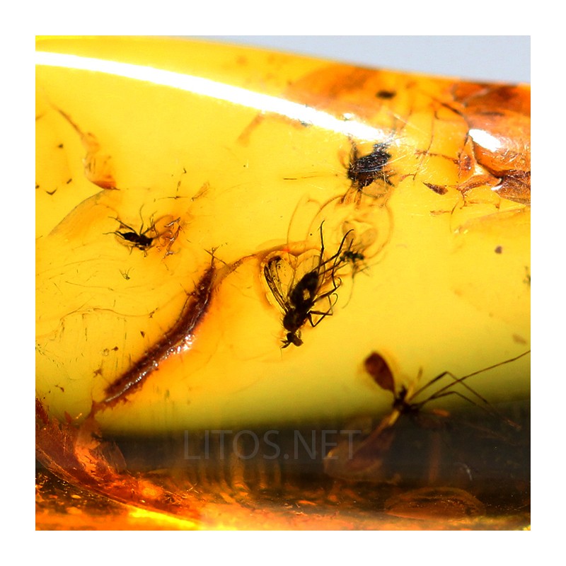 Ámbar con insectos  - Litos