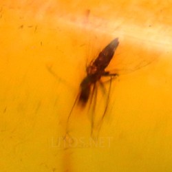 Ámbar con insectos  - Litos
