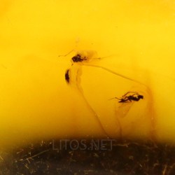 Ámbar con insectos  - Litos
